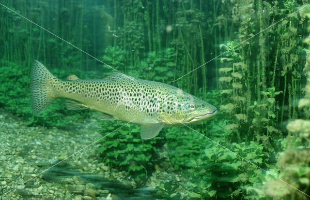 Forel (Salmo trutta)