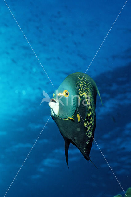 French Angelfish (Pomacanthus paru)