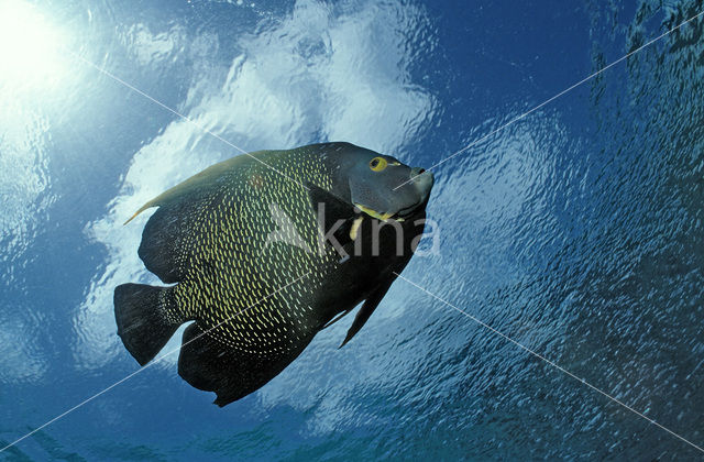 French Angelfish (Pomacanthus paru)