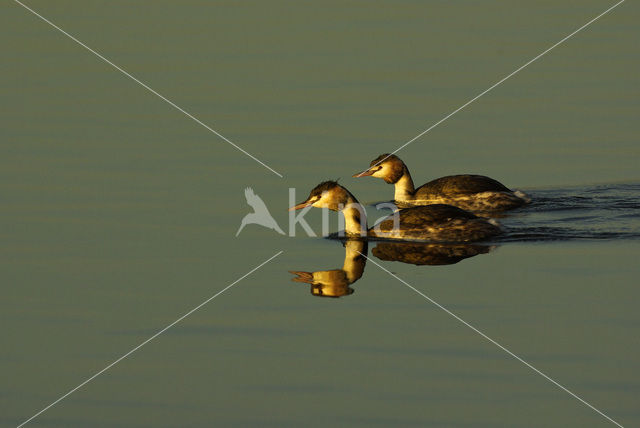 Great Crested Grebe (Podiceps cristatus)