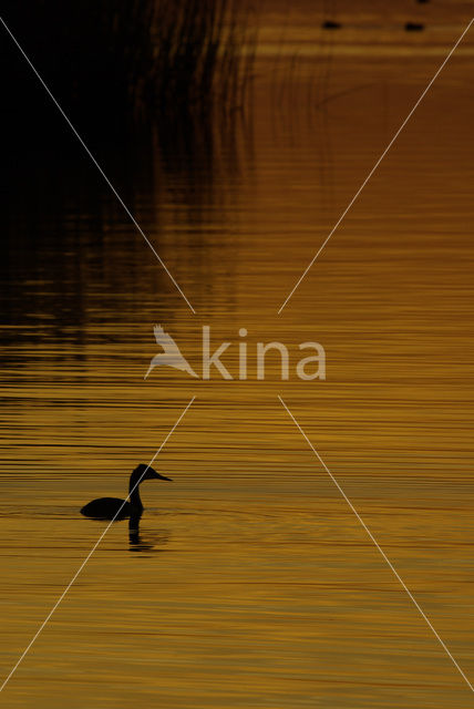 Great Crested Grebe (Podiceps cristatus)