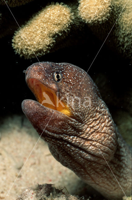 Starry moray (Gymnothorax nudivomer)