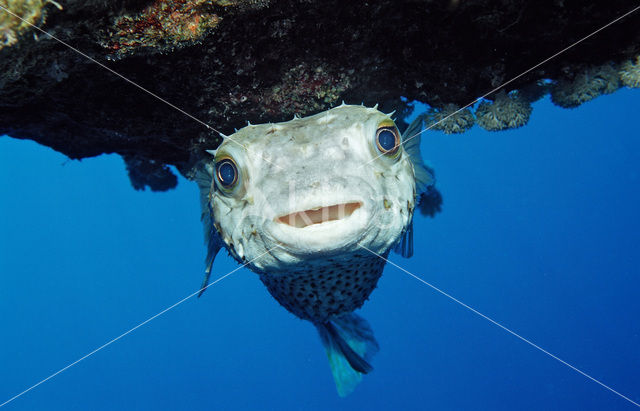 Yellow-spotted burrfish (Cyclichthys spilostylus)