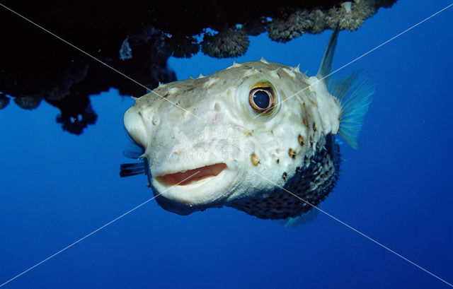 Yellow-spotted burrfish (Cyclichthys spilostylus)