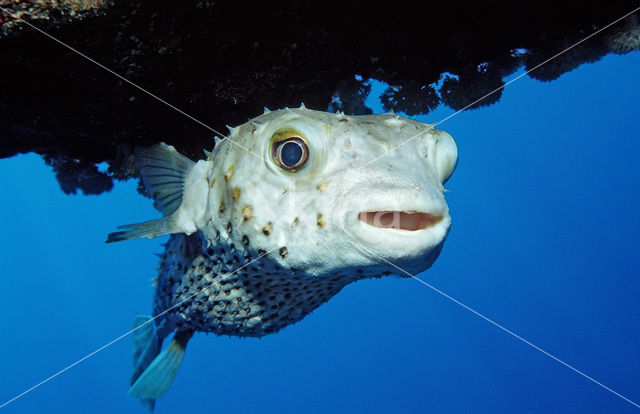 Yellow-spotted burrfish (Cyclichthys spilostylus)