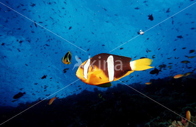 Geelstaart anemoonvis (Amphiprion clarkii)