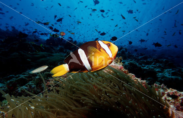 Geelstaart anemoonvis (Amphiprion clarkii)