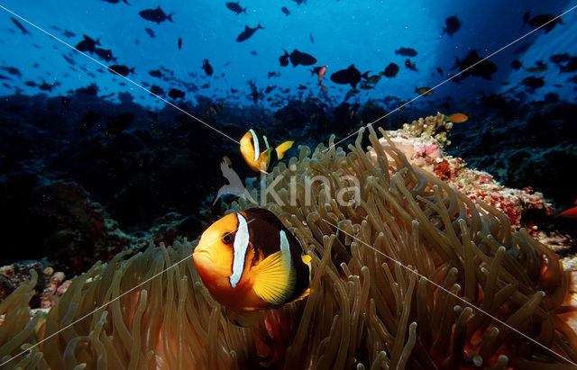 Geelstaart anemoonvis (Amphiprion clarkii)