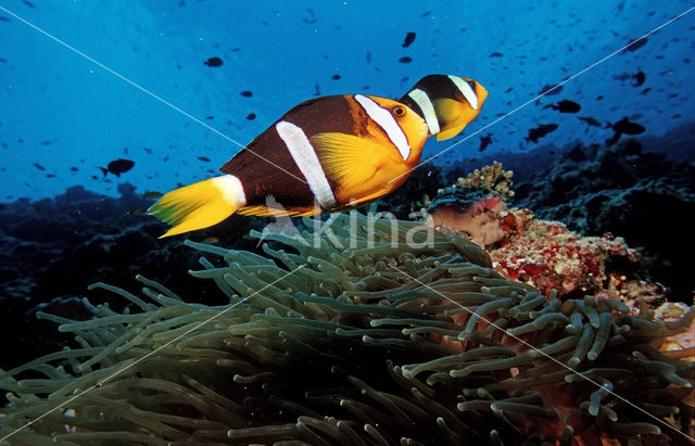 Geelstaart anemoonvis (Amphiprion clarkii)