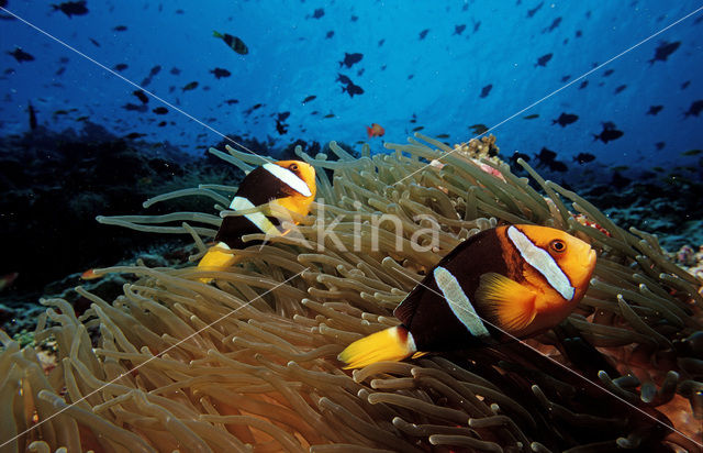 Geelstaart anemoonvis (Amphiprion clarkii)