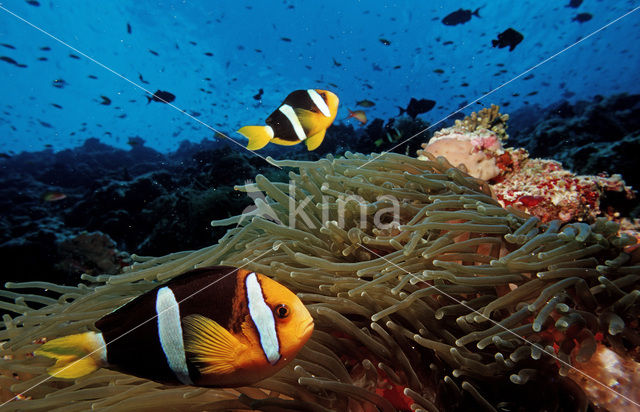 Geelstaart anemoonvis (Amphiprion clarkii)