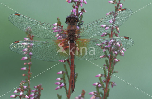 Geelvlekheidelibel (Sympetrum flaveolum)