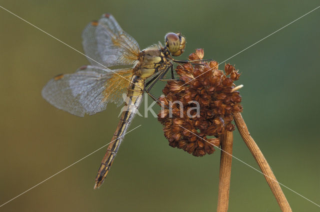 Geelvlekheidelibel (Sympetrum flaveolum)