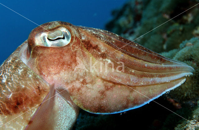 Gegroefde zeekat (Sepia pharaonis)