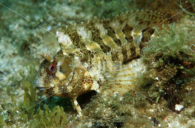Gehoornde slijmvis (Parablennius gattorugine)