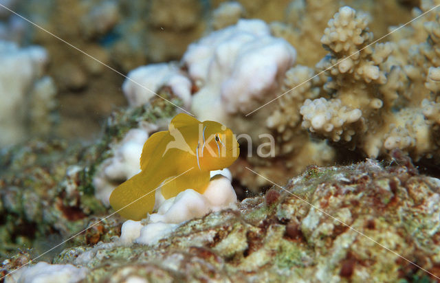 gele koraalgobi (Gobiodon citrinus)