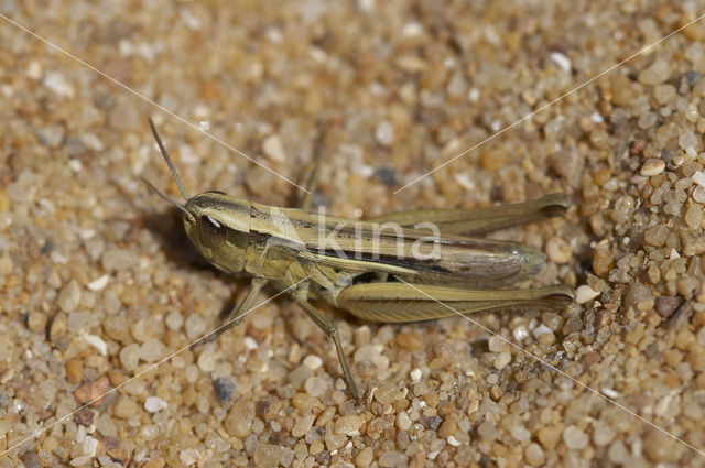 Euchorthippus pulvinatus
