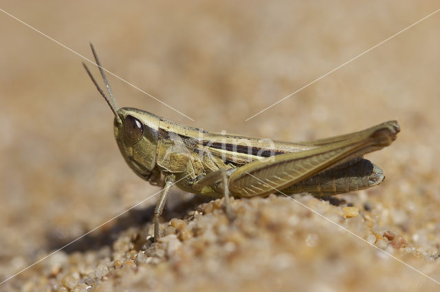 Euchorthippus pulvinatus