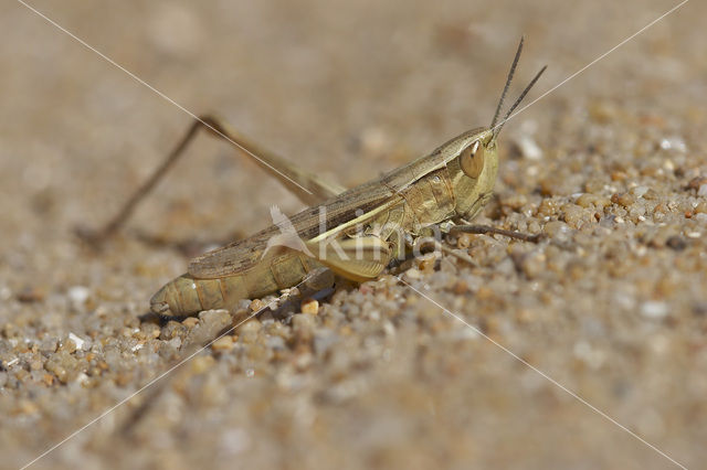 Euchorthippus pulvinatus