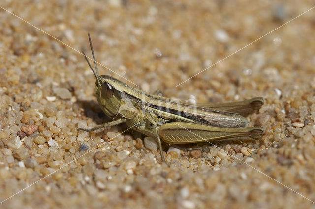 Euchorthippus pulvinatus