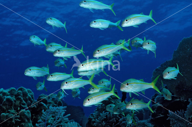 Yellow goatfish (Mulloidichthys martinicus)