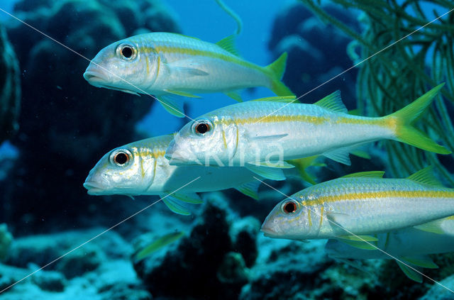 Gele zeebarbeel (Mulloidichthys martinicus)