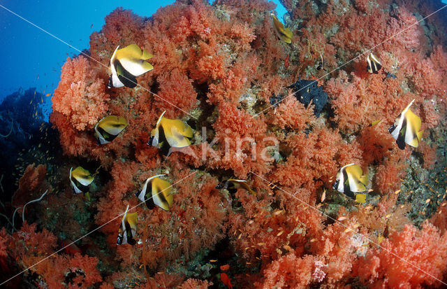Masked bannerfish (Heniochus monoceros)