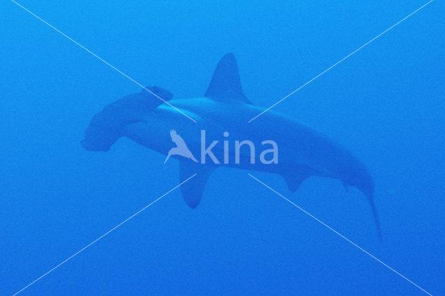 Scalloped Hammerhead (Sphyrna lewini)