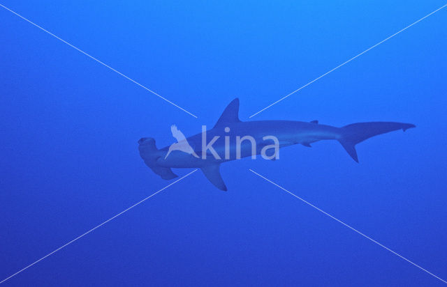 Scalloped Hammerhead (Sphyrna lewini)