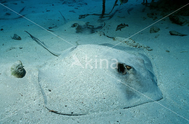 Roughtail stingray (Dasyatis centroura)