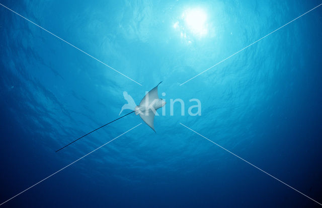 Spotted Eagle Ray (Aetobatus narinari)