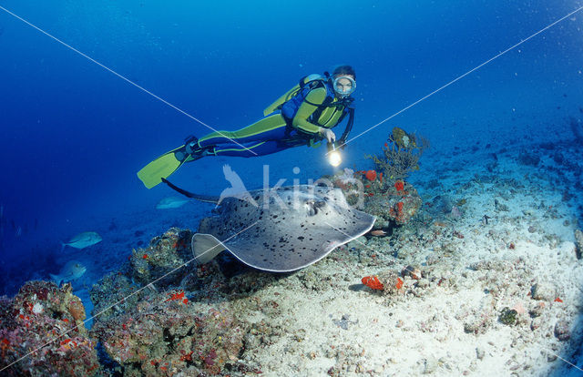 Black-spotted stingray (Taeniura meyeni)