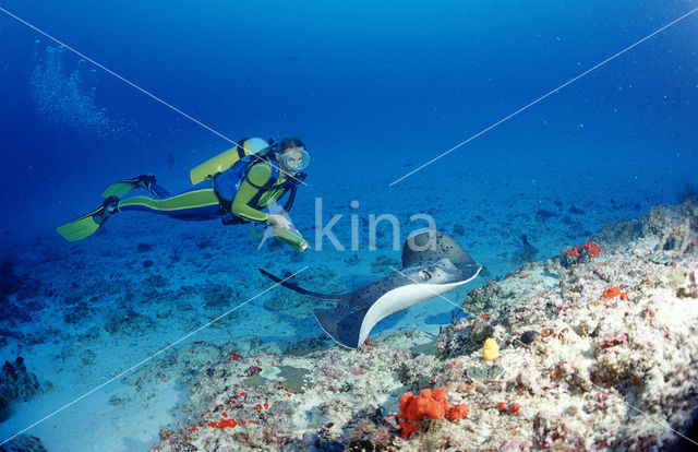 Black-spotted stingray (Taeniura meyeni)