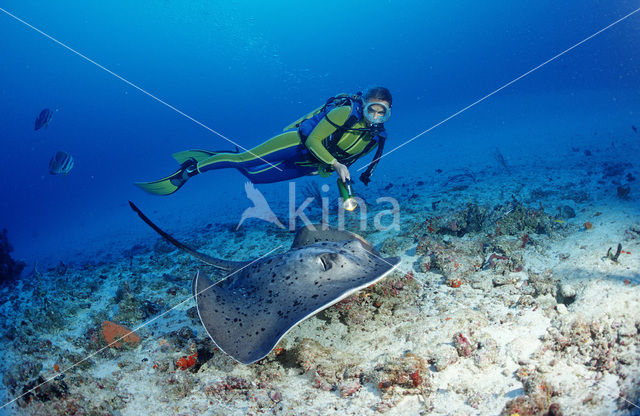 Black-spotted stingray (Taeniura meyeni)