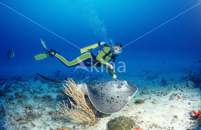 Black-spotted stingray (Taeniura meyeni)