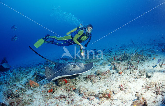 Black-spotted stingray (Taeniura meyeni)