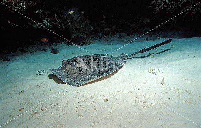 Black-spotted stingray (Taeniura meyeni)