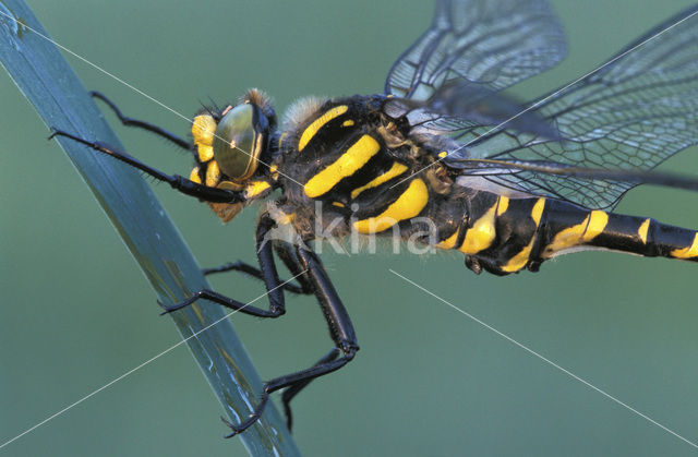 Golden-ringed Dragonfly (Cordulegaster boltonii)