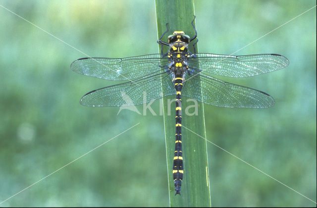 Gewone bronlibel (Cordulegaster boltonii)