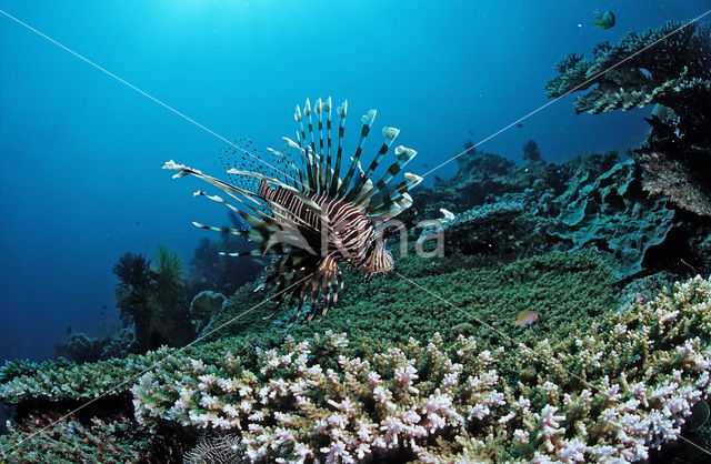 lionfish (Pterois volitans)