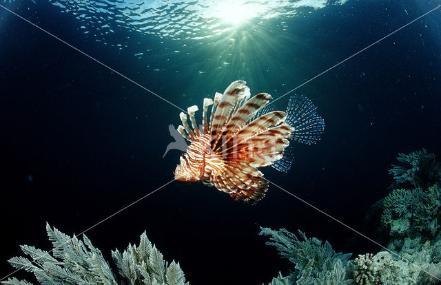 Gewone Koraalduivel (Pterois volitans)