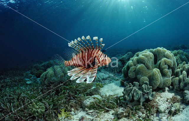 lionfish (Pterois volitans)
