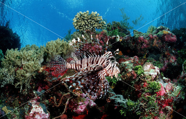lionfish (Pterois volitans)