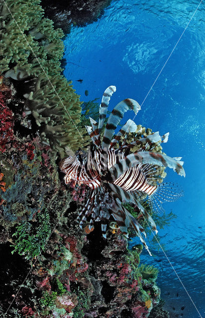 lionfish (Pterois volitans)