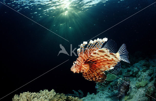 Gewone Koraalduivel (Pterois volitans)