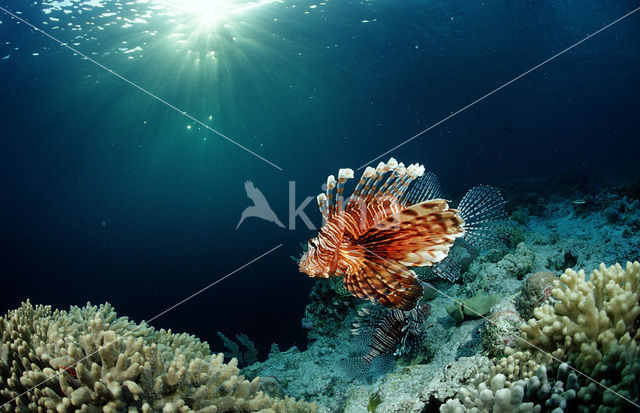 Gewone Koraalduivel (Pterois volitans)