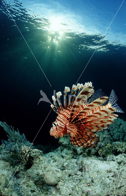 Gewone Koraalduivel (Pterois volitans)