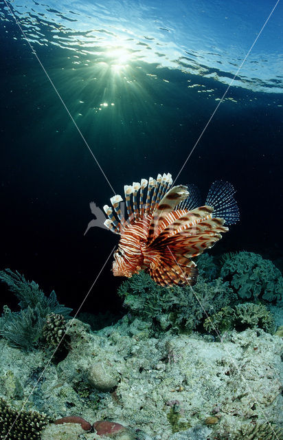 Gewone Koraalduivel (Pterois volitans)