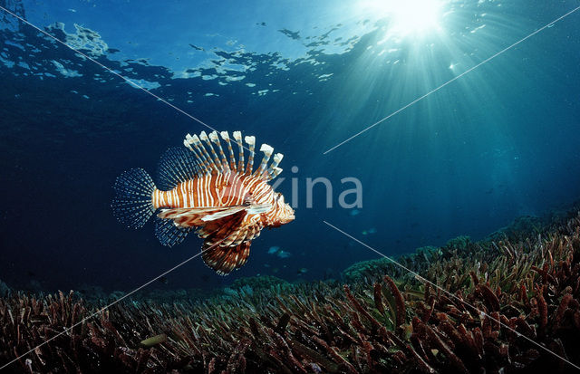 lionfish (Pterois volitans)