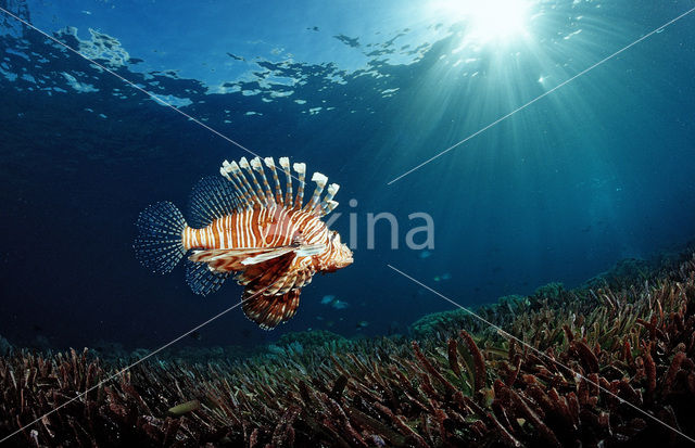 Gewone Koraalduivel (Pterois volitans)